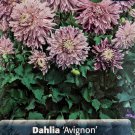 Avignon® Giant Dinnerplate Dahlia 1 Top Size Root Clump