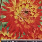 Karma Bon Bini Cactus Dahlia Firey Red  Yellow Centers #1 Size Root Clump