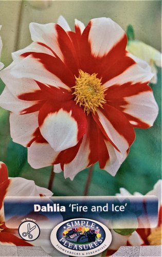 Fire and Ice Anemone Flowering Dahlia #1 Size Root Clump Bold Pattern