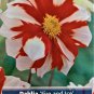 Fire and Ice Anemone Flowering Dahlia #1 Size Root Clump Bold Pattern