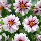 Edge of Joy Anemone Flowered Mignon Dahlia Top Size Root Clump