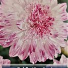 Que Sera Anemone Flowering Dahlia #1 Size Root Clump New