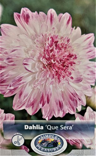 Que Sera Anemone Flowering Dahlia #1 Size Root Clump New