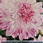 Que Sera Anemone Flowering Dahlia #1 Size Root Clump New