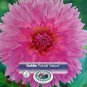 Sakura Fubuki Dahlia Dinnerplate Fimbriata Flower #1 Size Root Clump