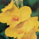 Yellow King Humbert Canna Rhizome 23 eyes