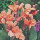 Apricot Frost Canna 1 Rhizome Top Size
