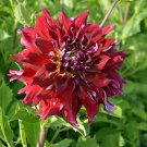 Myth Dinnerplate Dahlia 1 Top Size Root Clump NEW