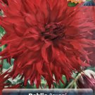 Jaxon SemiCactus Dahlia Huge Dinnerplate #1 Size Root Clump Deep Red