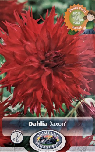 Jaxon SemiCactus Dahlia Huge Dinnerplate #1 Size Root Clump Deep Red