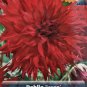 Jaxon SemiCactus Dahlia Huge Dinnerplate #1 Size Root Clump Deep Red