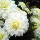 Karma Serena Decorative Dahlia WhitePale Yellow 1 Top Size Root Clump