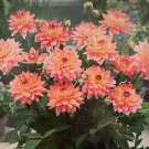 Melody Dora Decorative Dahlia Apricot Pink Blooms #1 Size Root Clump NEW