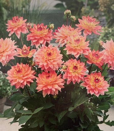 Melody Dora Decorative Dahlia Apricot Pink Blooms #1 Size Root Clump NEW