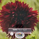 Black Touch Dahlia Dinnerplate Fimbriata Flower #1 Size Root Clump NEW