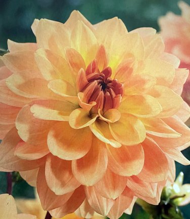Karma Gold Decorative Dahlia 1 Bulb Clump Bright Golden Yellow NEW