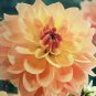 Karma Gold Decorative Dahlia 1 Bulb Clump Bright Golden Yellow NEW