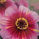 Neon Flair Dahlia 1 Root Clump Dark Leaf Dahlia New