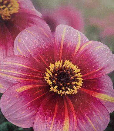 Neon Flair Dahlia 1 Root Clump Dark Leaf Dahlia New