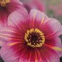 Neon Flair Dahlia 1 Root Clump Dark Leaf Dahlia New