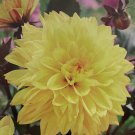 Meteorite Dahlia 1 Root Clump Yellow BloomsDark ReddishGreen Foliage New