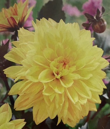 Meteorite Dahlia 1 Root Clump Yellow BloomsDark ReddishGreen Foliage New