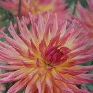 Karma Sangria Cactus Dahlia YellowPink BiColor #1 Size Root Clump