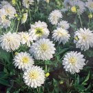 Gallery Art Fair Decorative Dahlia Creamy White #1 Size Root Clump NEW