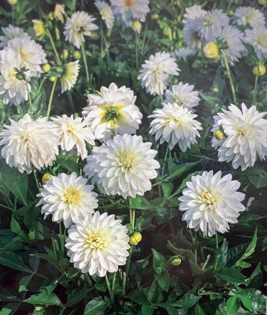 Gallery Art Fair Decorative Dahlia Creamy White #1 Size Root Clump NEW