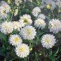 Gallery Art Fair Decorative Dahlia Creamy White #1 Size Root Clump NEW
