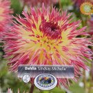 Lindsay Michelle Dahlia Dinnerplate Fimbriata Flower #1 Size Root Clump NEW