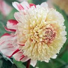Bon Odori PowderPuff Dahlia #1 Size Root Clump WhiteRed
