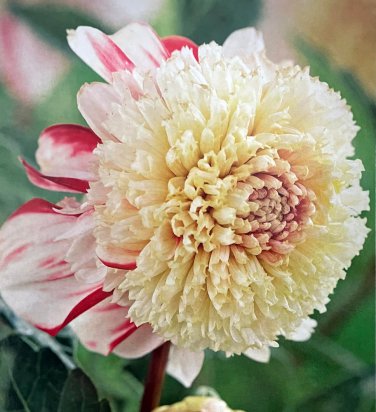 Bon Odori PowderPuff Dahlia #1 Size Root Clump WhiteRed