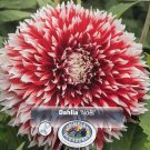 Noel Dahlia Dinnerplate Fimbriata Flower #1 Size Root Clump NEW