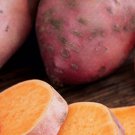 Bayou Belle Sweet Potato #1 Seed Tuber NEW