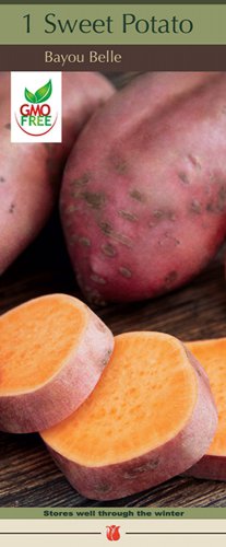 Bayou Belle Sweet Potato #1 Seed Tuber NEW