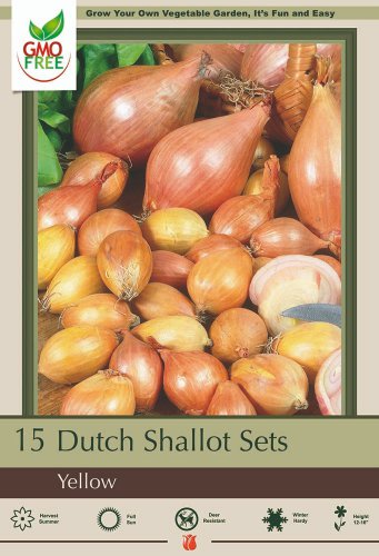 Dutch Yellow Shallots 15 Bulbs 713 cm bulbs