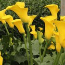 Yelloween Calla Lily Bulb Zantedeschia 1416 cm NEW
