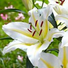 Baferrari Oriental Lily 2 Bulbs 1618cm Huge 10" Blooms