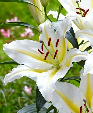 Baferrari Oriental Lily 2 Bulbs 1618cm Huge 10" Blooms