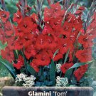 Tom Glamini Gladiolus 10 Bulbs NEW Petite 1012 cm BurgundyRed