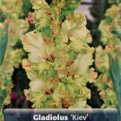 Kiev Parrot Gladiolus 10 Bulbs 10+ cm Ruffled Flowers
