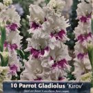 Kirov Parrot Gladiolus 10 Bulbs 10+ cm Ruffled Flowers