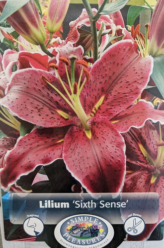 Sixth Sense Oriental Lily 2 Bulbs 1618 cm NEW Deep Magenta