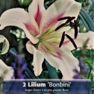 Bonbini Orientpet Lily 2 Bulbs 1618cm Very Fragrant