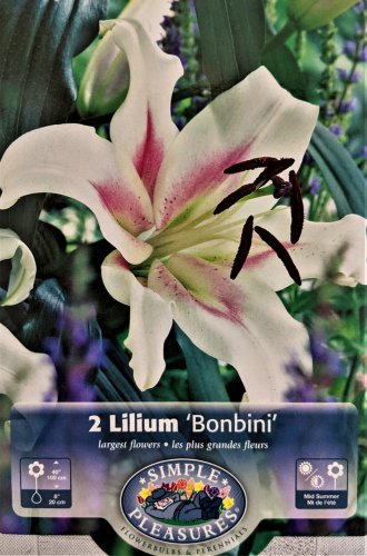 Bonbini Orientpet Lily 2 Bulbs 1618cm Very Fragrant