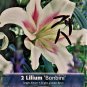 Bonbini Orientpet Lily 2 Bulbs 1618cm Very Fragrant
