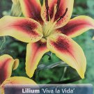 Viva la Vida Oriental Lily 2 Bulbs Bold Colors 1618 cm