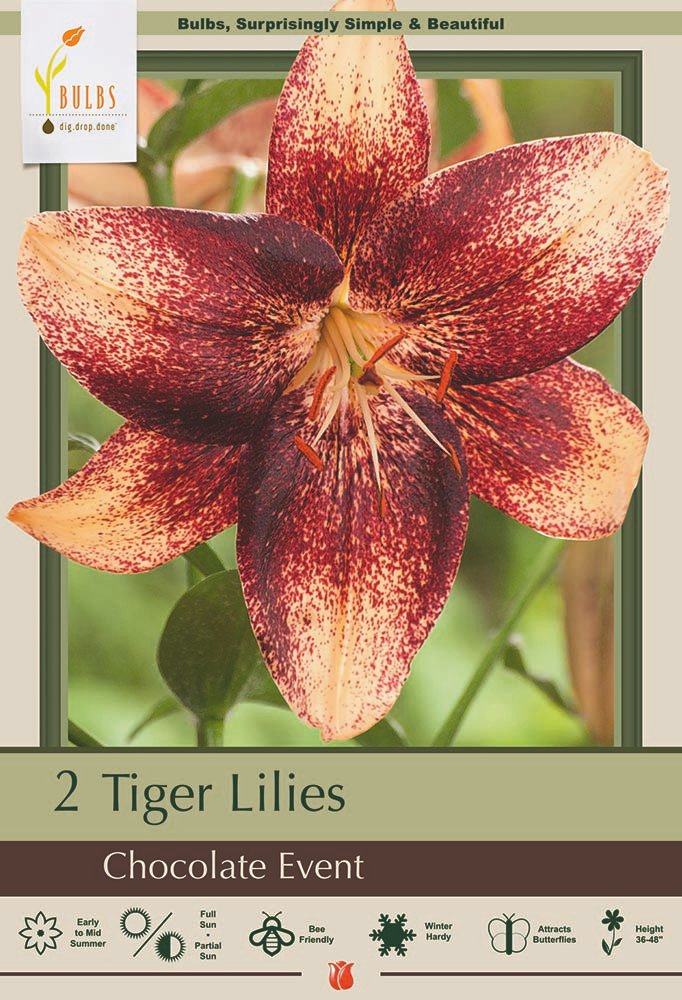 Chocolate Event Tiger Lily 2 Bulbs 1416cm BrownCopper