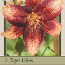 Chocolate Event Tiger Lily 2 Bulbs 1416cm BrownCopper